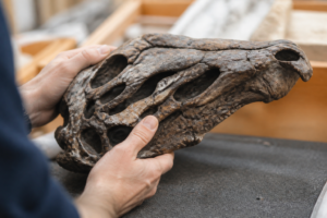 Imagem ilustrativa: Fóssil inédito revela nova espécie de dinossauro e muda visão sobre a África pré-histórica